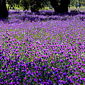 Purple fields